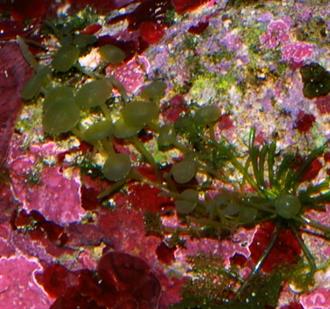 Caulerpa racemosa sp. turbinata